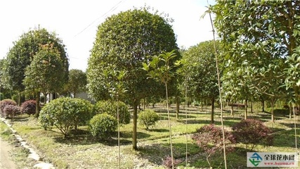 【福建高杆桂花浙江高杆桂花安徽高杆桂花江苏高杆桂花陕西高杆桂花广东高杆桂花商|温江区福建高杆桂花浙江高杆桂花安徽高杆桂花江苏高杆桂花陕西高杆桂花广东高杆桂花】成都咏丰园艺福建高杆桂花浙江高杆桂花安徽高杆桂花江苏高杆桂花陕西高杆桂花广东高杆桂花价格