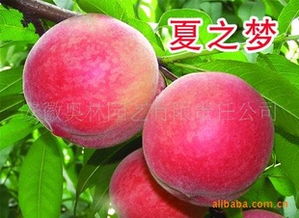 供应夏之梦桃苗 桃苗新品种 桃新品种指导价 供应夏之梦桃苗 桃苗新品种 桃新品种行情 安徽奥林园艺有限责任公司