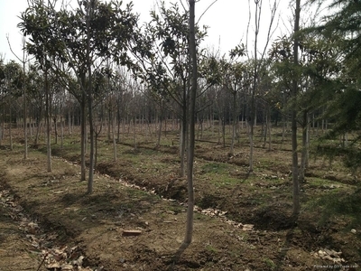 大量高杆冬青苗木出售 - 1-20cm - 东胜苗木园艺场 (中国 安徽省 生产商) - 绿化苗木 - 园艺 产品 「自助贸易」