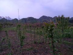 花苗_花苗供货商_供应安徽樱花苗,安徽樱花苗的种植基地,安徽樱花苗的价格优惠_花苗价格_四川蜀诚园艺场