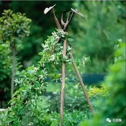 院子里废弃的园艺工具,在他手里统统变成了花丛里的艺术