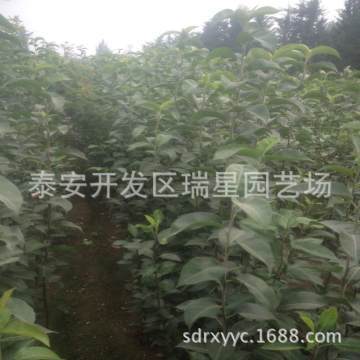 【安徽苹果树苗品种红富士烟富美8红将军嘎啦苹果树苗】泰安开发区瑞星园艺场 - 产品库