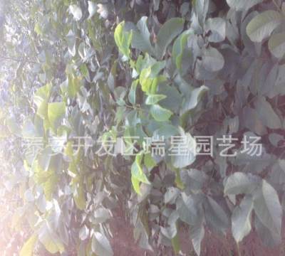【安徽供应核桃树苗碧根果树苗长寿果苗早实核桃核桃树苗批发】泰安开发区瑞星园艺场 - 产品库