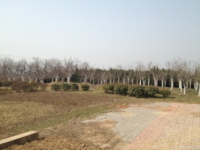 大量高杆冬青苗木出售 - 1-20cm - 东胜苗木园艺场 (中国 安徽省 生产商) - 绿化苗木 - 园艺 产品 「自助贸易」