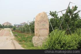 【安徽油桃树苗批发, 优质油桃,高产油桃】价格,厂家,图片,林业产品,泰安开发区荣誉园艺场-