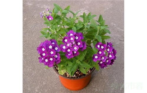上海植物园新优植物创意组盆diy活动招募