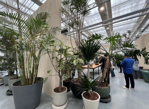 中国中部花木城转型焕新 引领花卉消费新模式