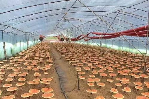 吉林省园艺特产站提出新冠肺炎疫情期间吉林省食药用菌生产技术指导意见