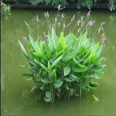 【再力花种植基地 安徽再力花种植基地】 - 青州市欣美园艺场