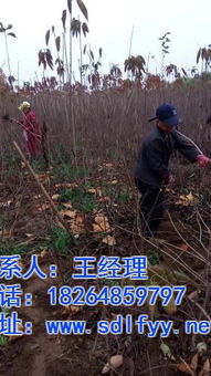 樱桃苗,安徽樱桃苗,隆发园艺 优质商家