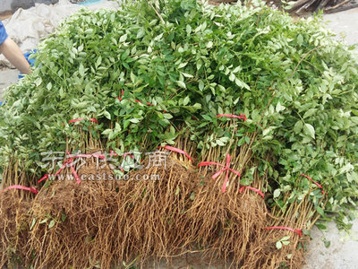 安徽花椒苗_鑫君园艺_大红袍花椒苗产量图片