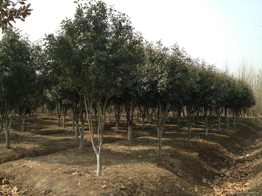 大量高杆冬青苗木出售 - 1-20cm - 东胜苗木园艺场 (中国 安徽省 生产商) - 绿化苗木 - 园艺 产品 「自助贸易」