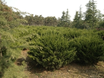 大量高杆冬青苗木出售 - 1-20cm - 东胜苗木园艺场 (中国 安徽省 生产商) - 绿化苗木 - 园艺 产品 「自助贸易」