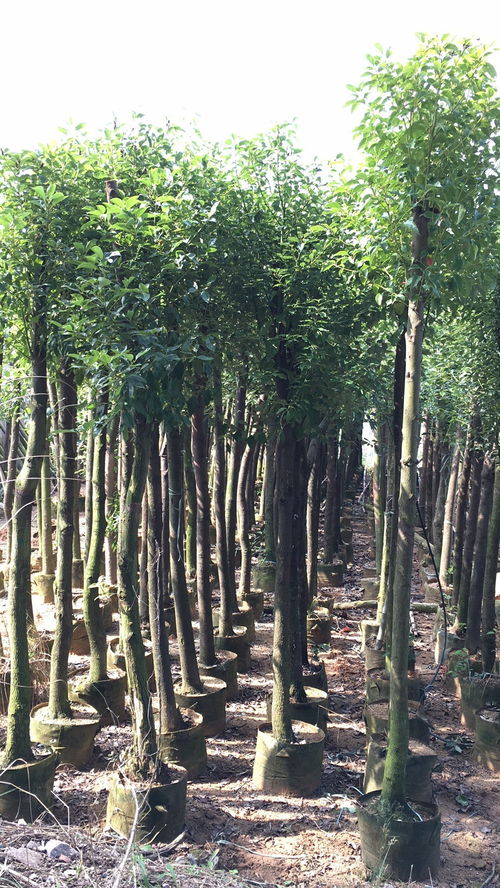 精品香樟袋苗 米径8公分 桂丽园艺批发供应
