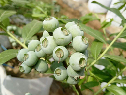 一年生蓝莓苗报价-安徽一年生蓝莓苗-泰安亿通园艺(图)