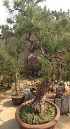 黑松培育基地-安徽黑松园艺场-首商网
