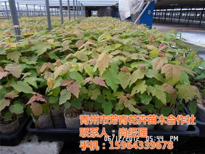 绿化苗木,小区绿化苗木,园林绿化苗木 青州市芳青花卉苗木专业合作社