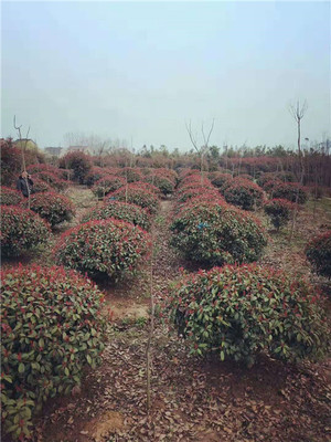 安徽蜀桧基地-蜀桧供应-龙柏批发-安徽红叶石榴基地-安徽滁州永峰园林园艺