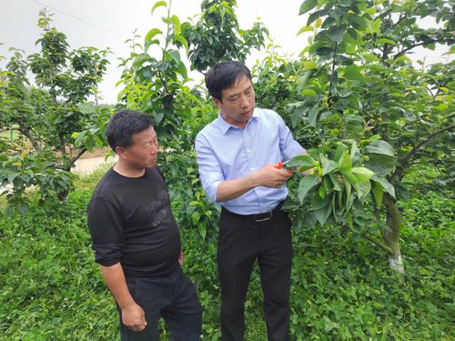 太湖县徐桥镇 产学研结出 科技果