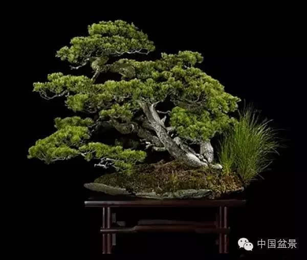 西泠印社2015春季拍卖会 园艺盆景精品部分拍品赏析