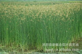 批发鱼腥草 千屈菜 水葱 芦苇 香蒲 睡莲 水生花卉 水生植物指导价 批发鱼腥草 千屈菜