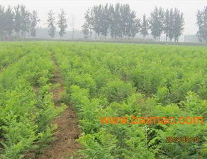 山东的速生国槐种植基地 万绿园艺,山东的速生国槐种植基地 万绿园艺生产厂家,山东的速生国槐种植基地 万绿园艺价格