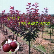 泰安开发区富昌园艺场 热销产品