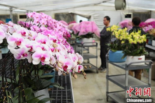安徽肥西 年宵花俏销新春市场