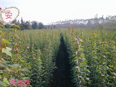 三角枫苗安徽合肥红叶李,紫薇,香樟,大叶女贞,朴树,三角枫,榔榆,黄连木-安徽肥西康富园艺场商铺供应列表-第1页
