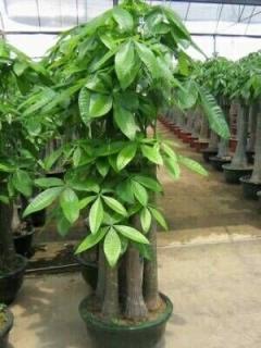 中高档办公绿植花卉租摆 开业花篮 安徽园艺为您服务