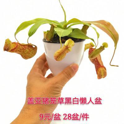 安徽食虫草类盆栽_红林园艺_产品供应商_产品市场广阔