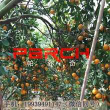  龙凤园艺厂 主营 柑橘 橙子