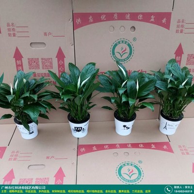 观花植物_安徽美酒盆栽有多少种_红林园艺