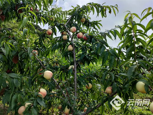 逐梦绿美 好在文山 腻脚乡 绿满山坡 桃 出致富路