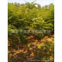 【香椿芽香椿苗 红香椿苗 安徽香椿树苗批发图片】香椿芽香椿苗 红香椿苗 安徽香椿树苗批发 - 泰安开发区宝顺园艺场