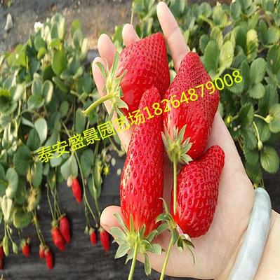 安徽宣城菠萝莓草莓苗多少钱一棵盛景园艺场
