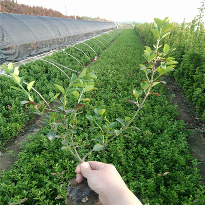 【安徽大叶黄杨种植基地 大叶黄杨批发 江瑞园艺供应】